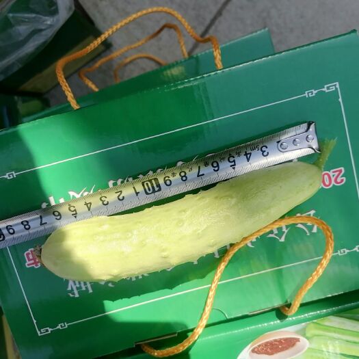 海阳市白玉黄瓜基地直发打包现场，一件代发，落地配发整车，社区团购