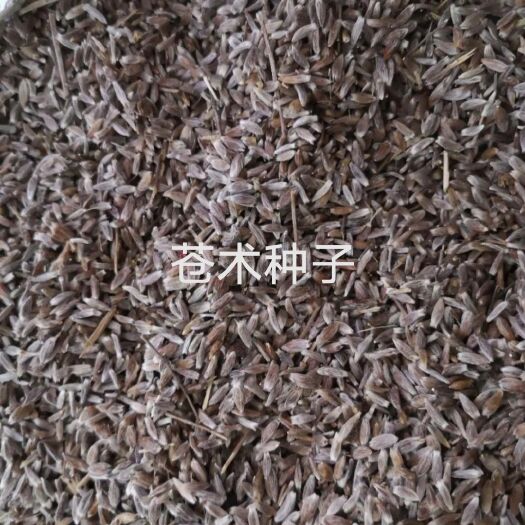 商南县苍术种子。朱砂点苍术种子，保质保量包发芽。