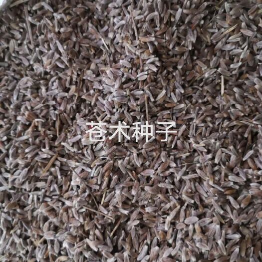 商南县苍术种子。朱砂点苍术种子，保质保量包发芽。