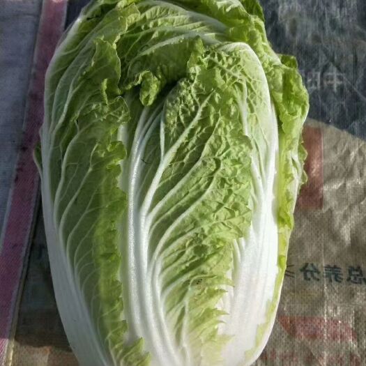 菊锦大白菜  白菜