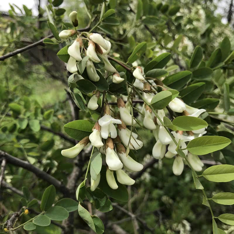 河北槐花杨槐花