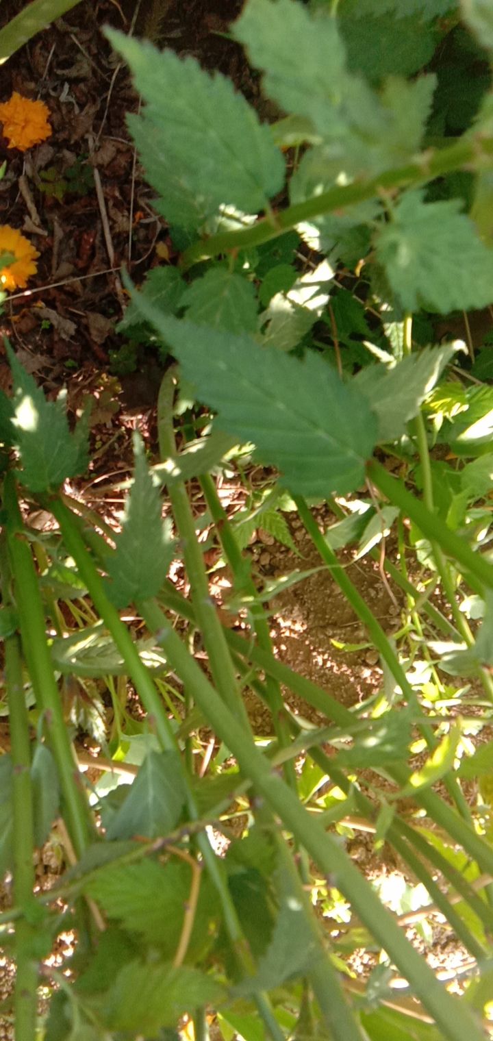 棣棠花 出售80－1米棣棠农户自销，价格优惠