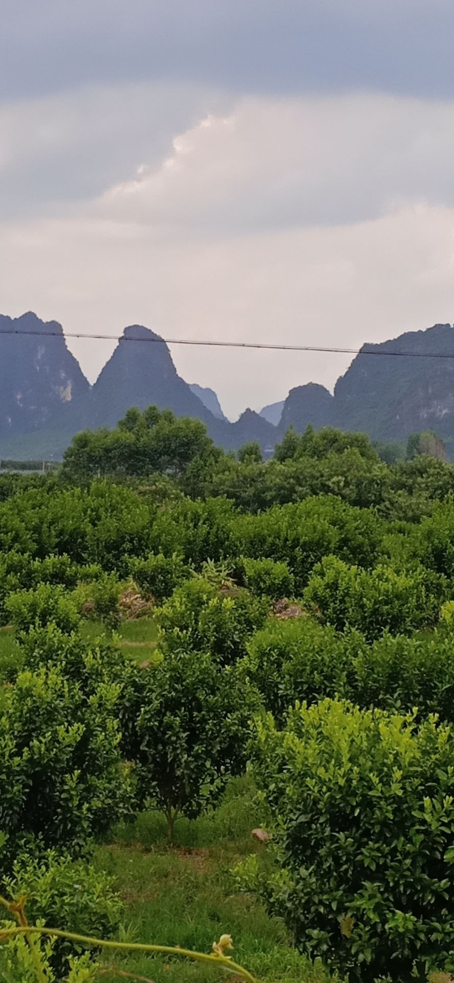 灌木林地 山好水好 路通适合 打造  旅游服务行业