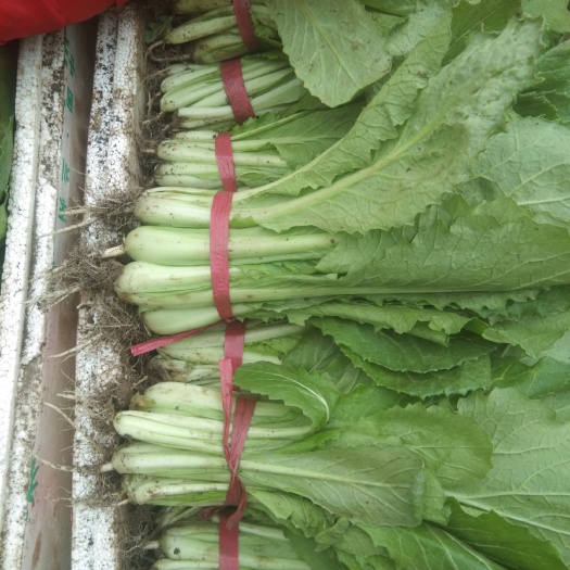 湟源县毛白菜  小白菜
