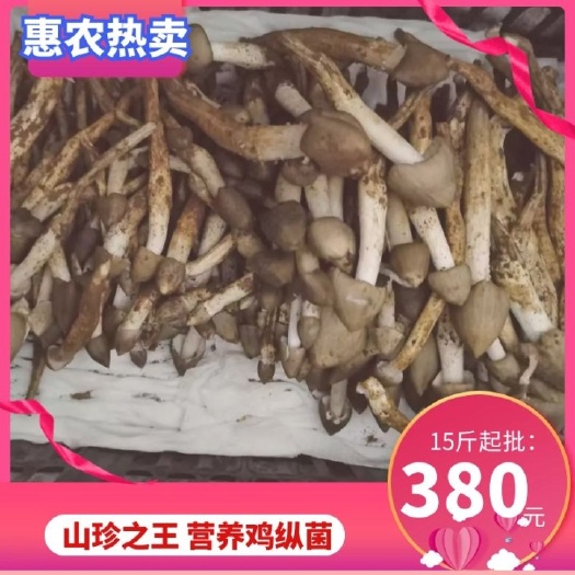 广西野生荔枝菌，鸡枞菌，欢迎广大老板进店订购。