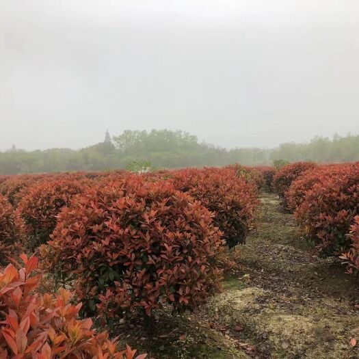 和顺县火焰红 红叶石楠，各种规格