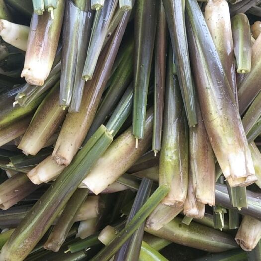安溪县 茭白