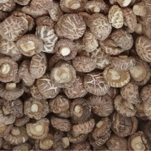 随县优质花菇  香菇产地批发 量大稳定 常年供货