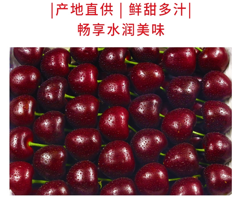 紅燈櫻桃批發(fā)美早，先鋒薩密托