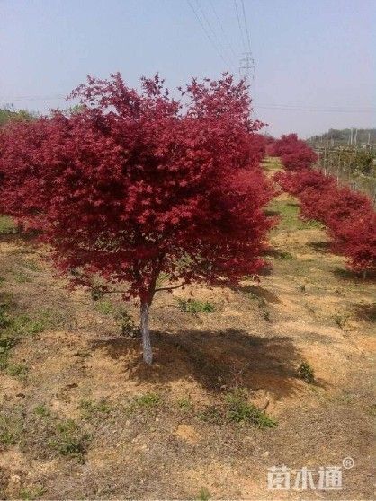 邳州市枫香树  红枫