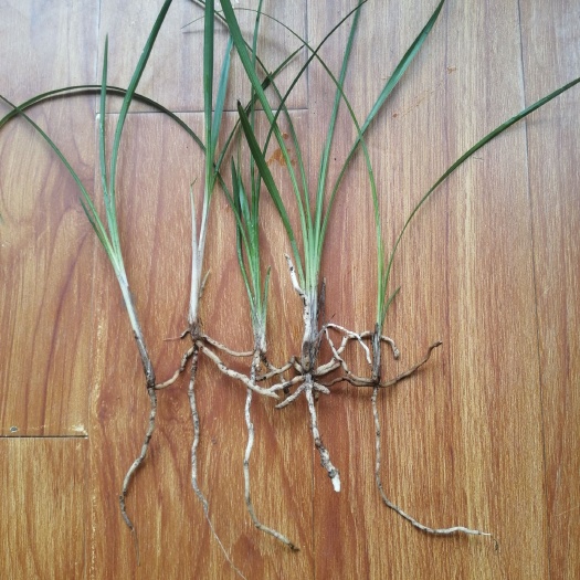 贵阳送春兰花龙根小苗
