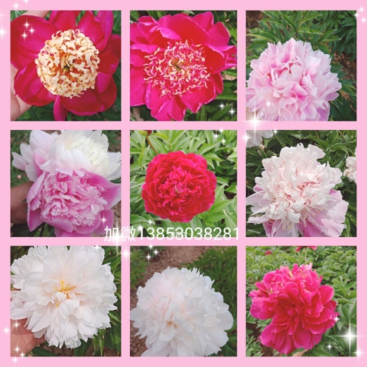 菏泽多花芍药  精品观赏重瓣芍药