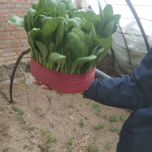 湟源县山油菜  小油菜，