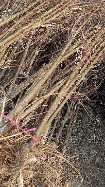 泰安刺槐苗  刺槐，白色花，可食吃，芬芳浓郁。绿化树