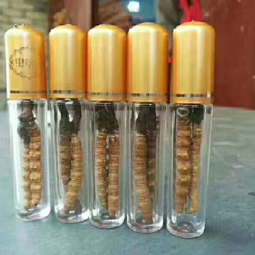松潘县冬虫夏草 虫草