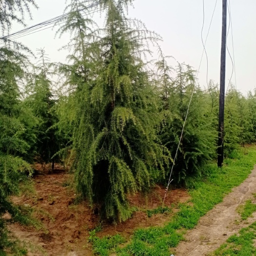 汝南县喜马拉雅雪松 四米雪松