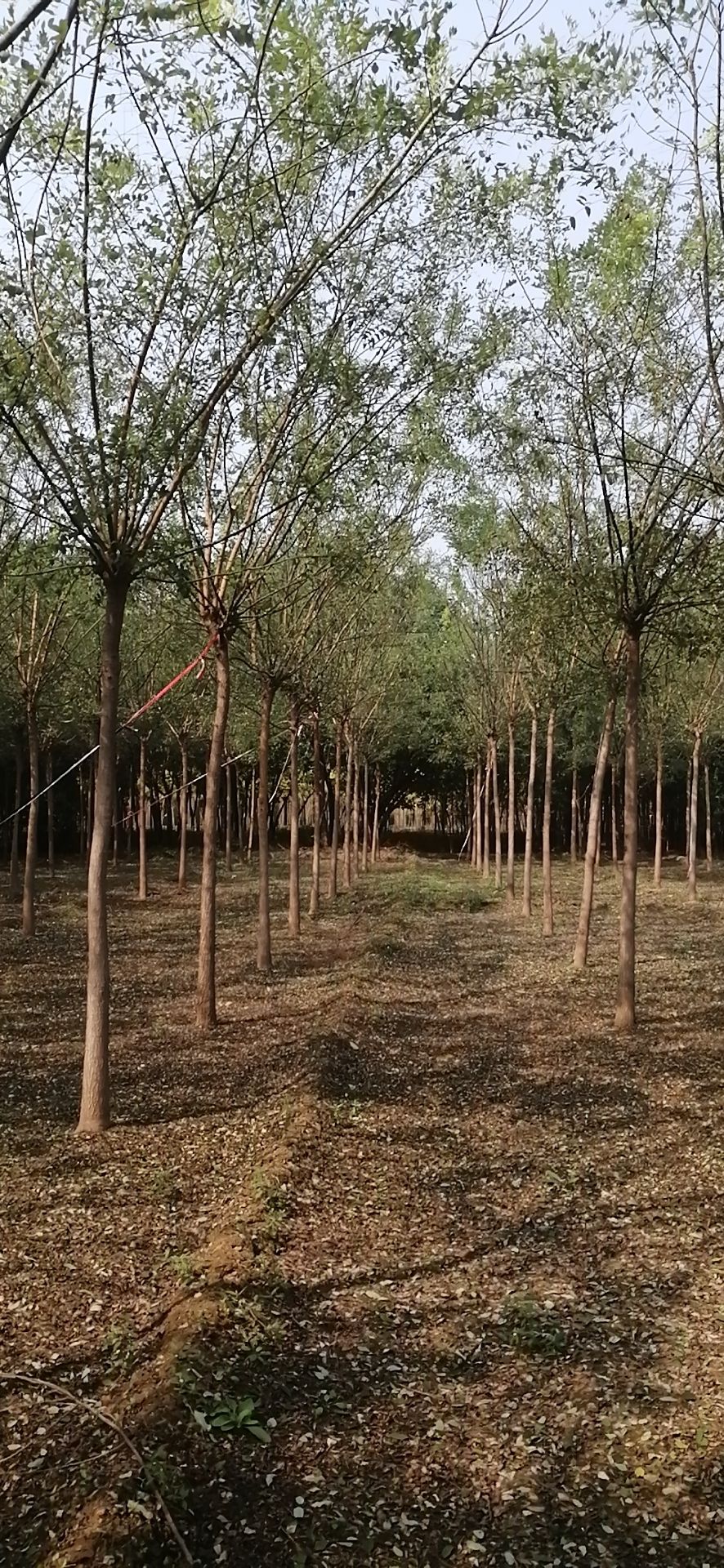 国槐  大量出售 各种规格槐树原生，二次平头。原生，移栽都有。