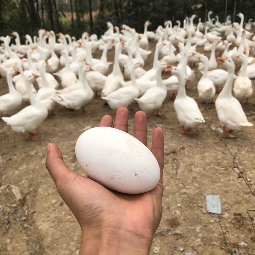昌乐县土鹅蛋 食用 箱装 