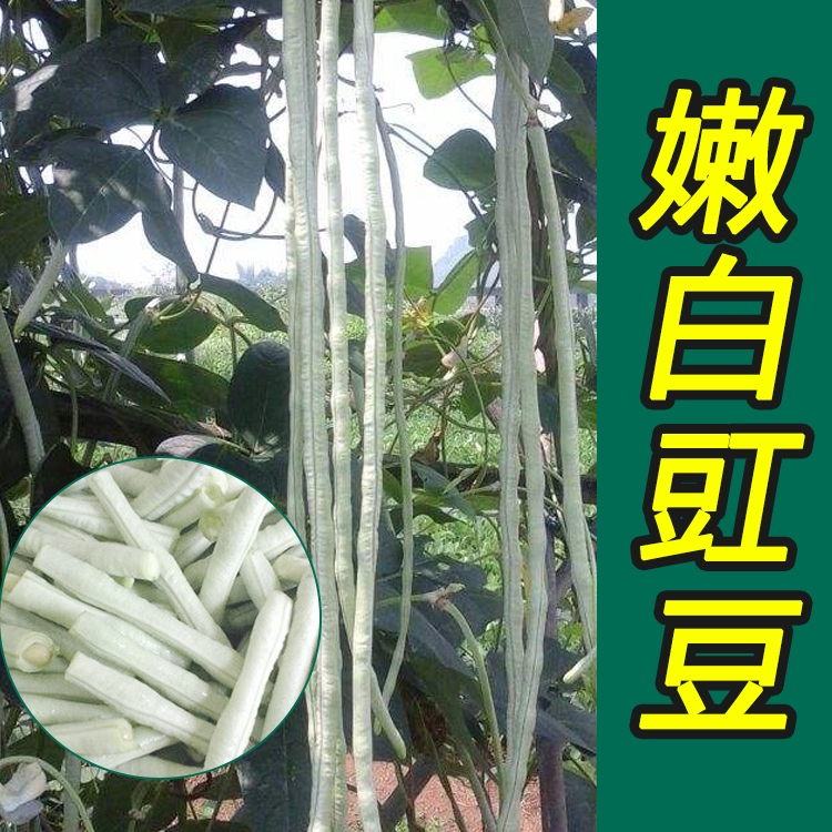 油豆角种子 秋天种的白豇豆豆角种子华赣优选秋豇512银白色质糯性豆角