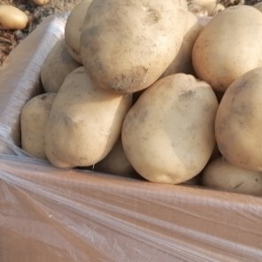 梁河县丽薯6号 供应云南精品土豆