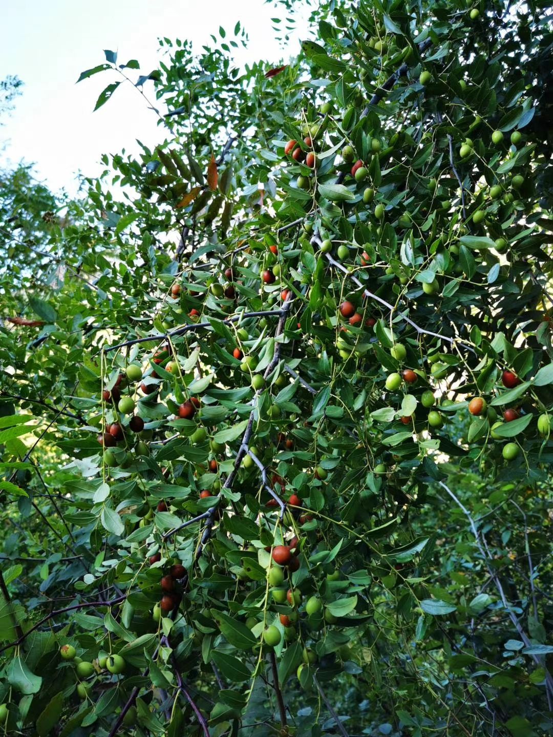 纯野生酸枣 泡水睡眠茶新鲜现摘零食野酸枣500g包邮