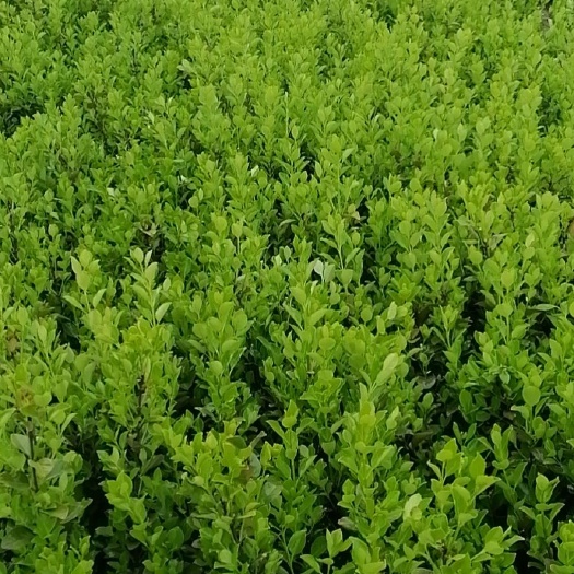 沭阳县冬青卫矛 卫矛冬青小毛球大量出售