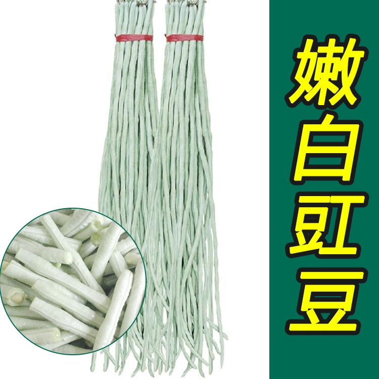油豆角种子 秋天种的白豇豆豆角种子华赣优选秋豇512银白色质糯性豆角
