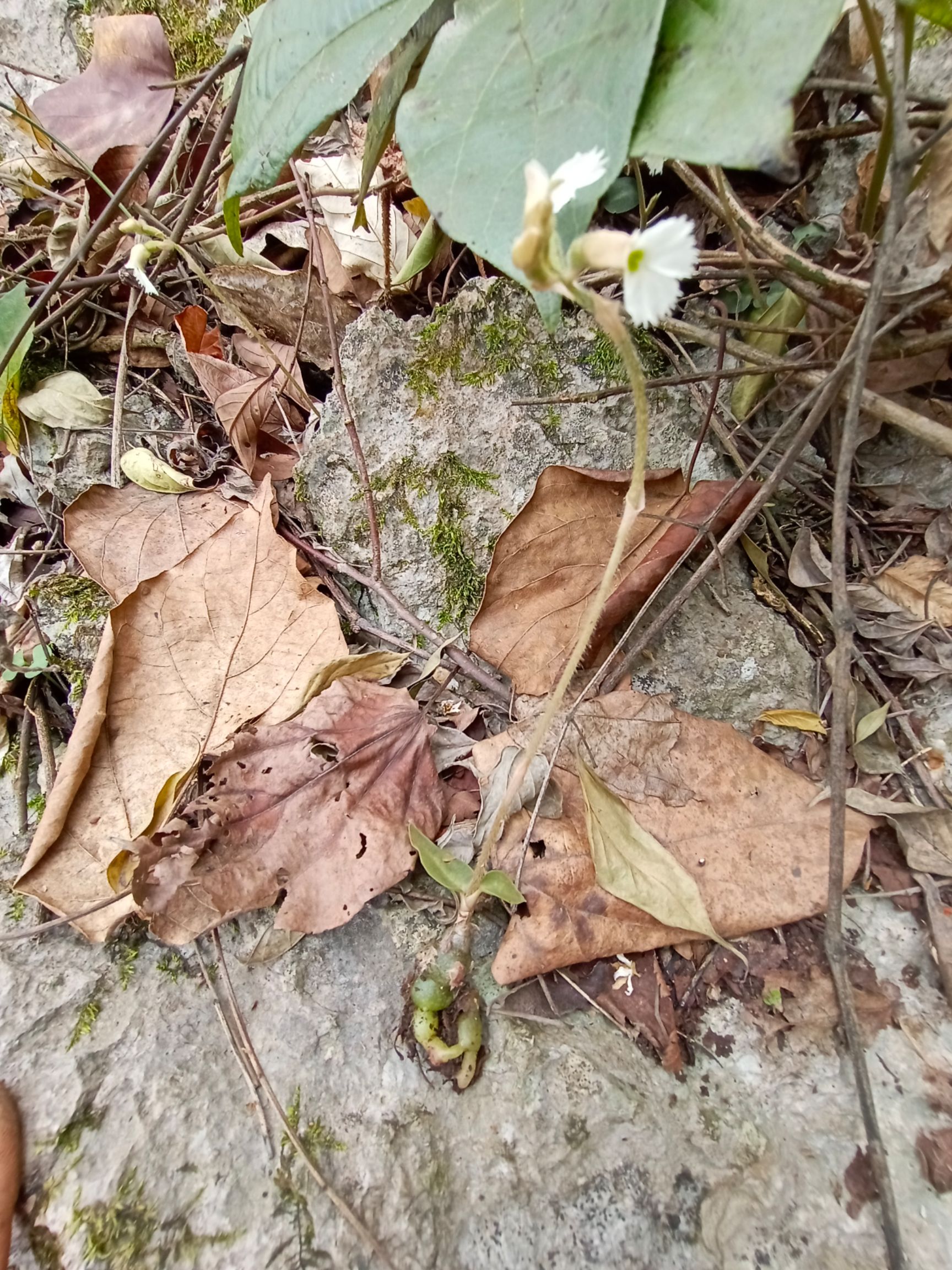 龙舌兰  柱兰