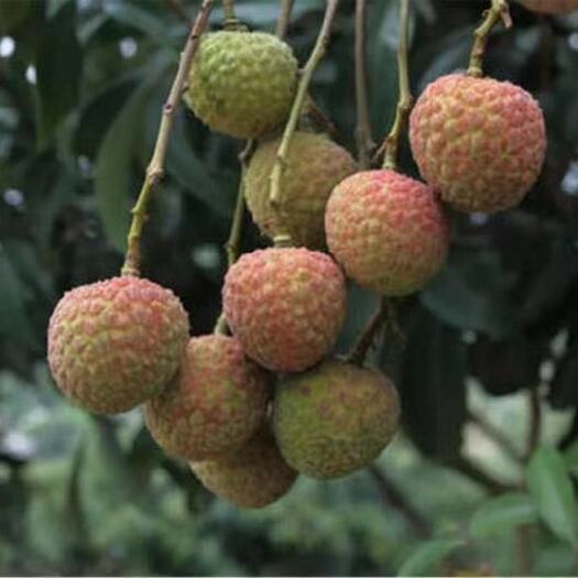 高州市白糖罂荔枝  白糖罂 白蜡 黑叶 桂味