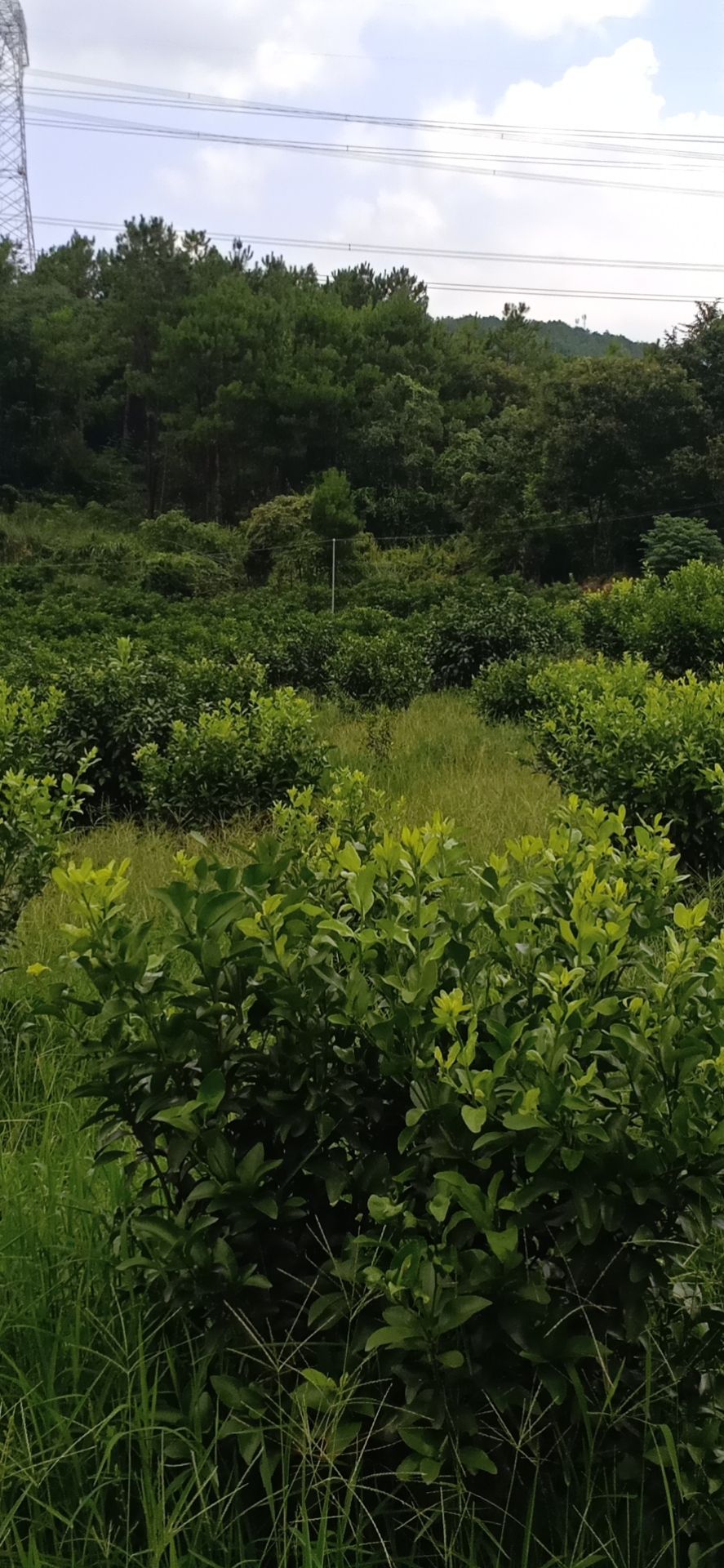 灌木林地 山好水好 路通适合 打造  旅游服务行业