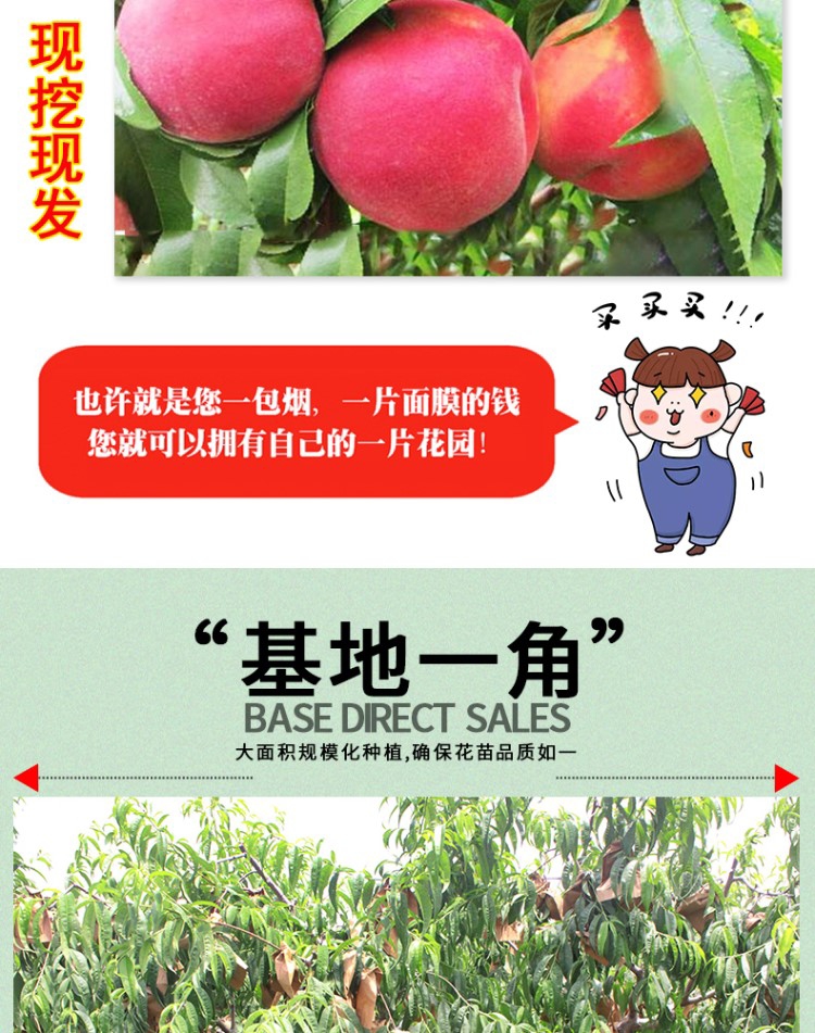  嫁接鹰嘴桃苗当年结果血桃油桃水蜜桃树苗黄桃树苖冬桃树果苗