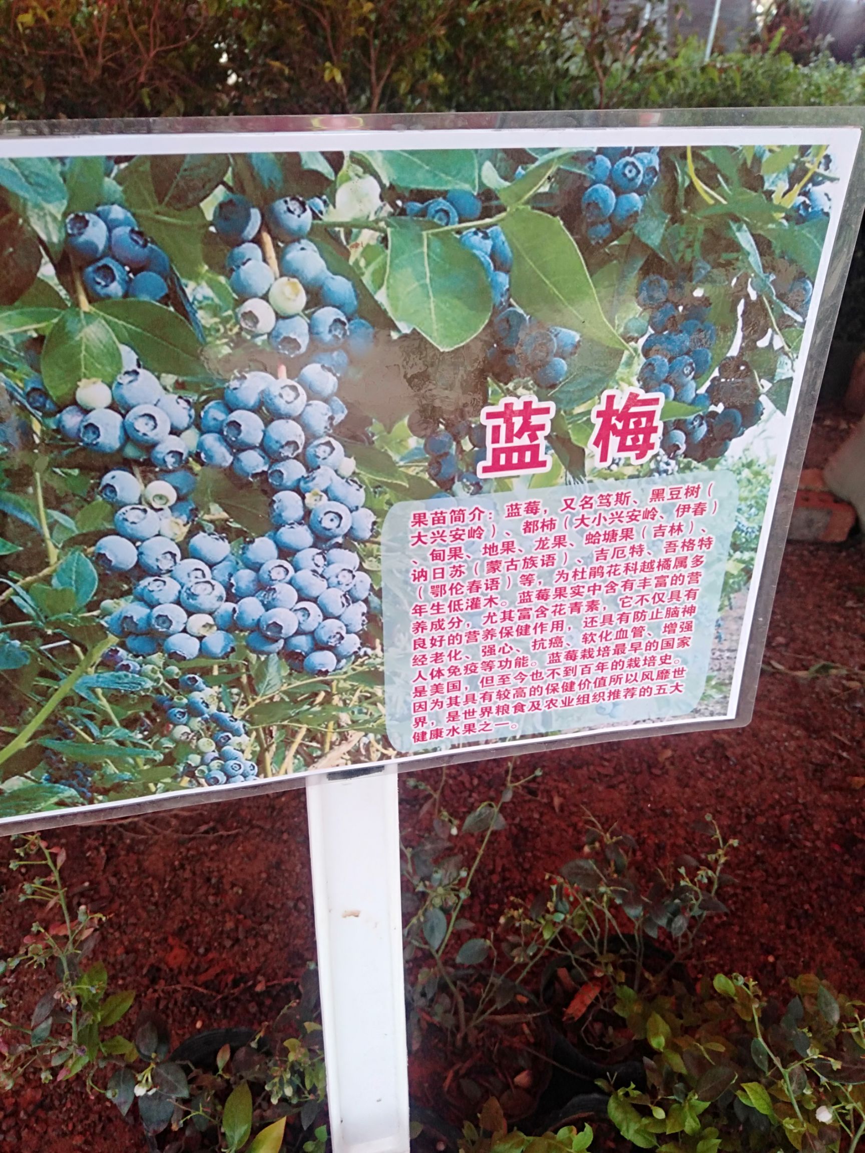 蓝丰蓝莓苗  广西蓝莓苗，带花苞发货，分叉花苞特别多，基地直