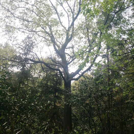 长沙县香樟  大樟树，树形优美