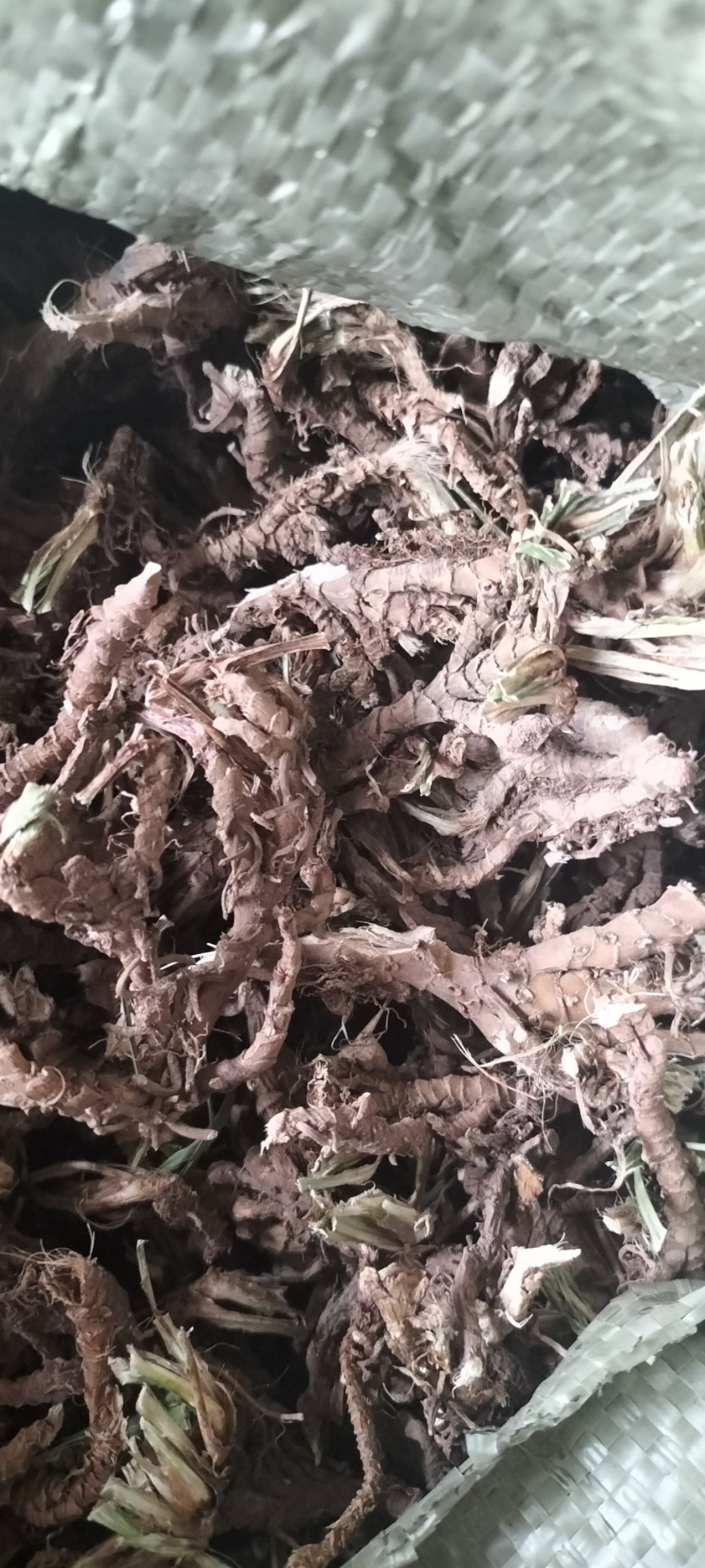 天然石菖蒲