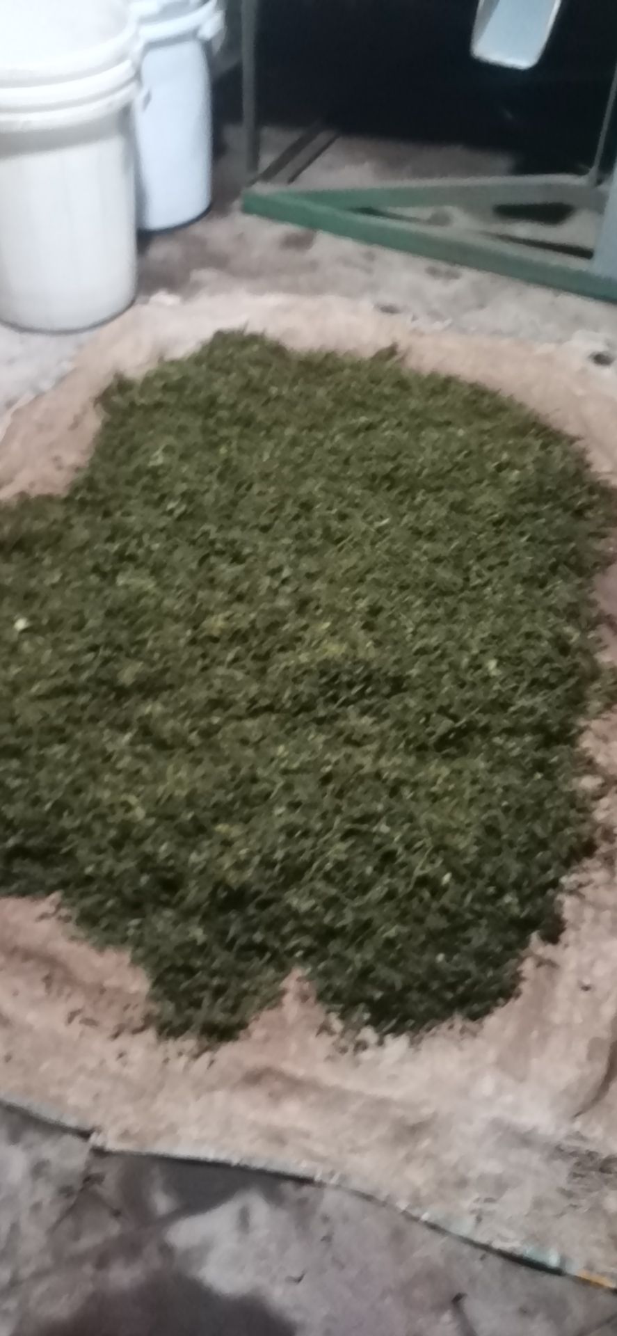 云雾茶  高山炒茶绿茶，
