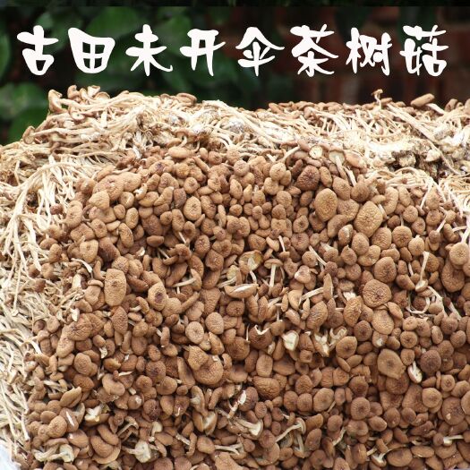 古田县茶树菇，品种多样，一手货源一件代发，量大从优5件以上包邮