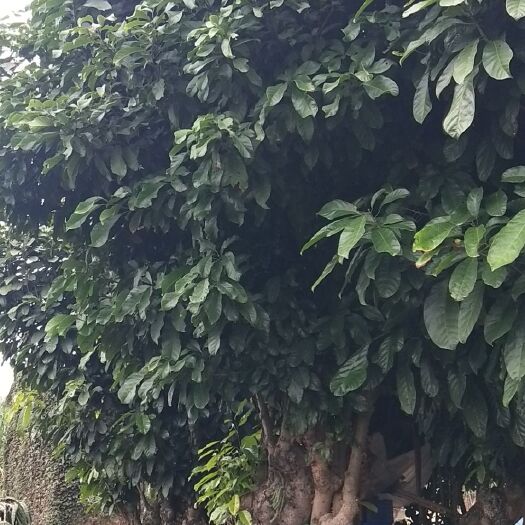 柳州 苹婆桩