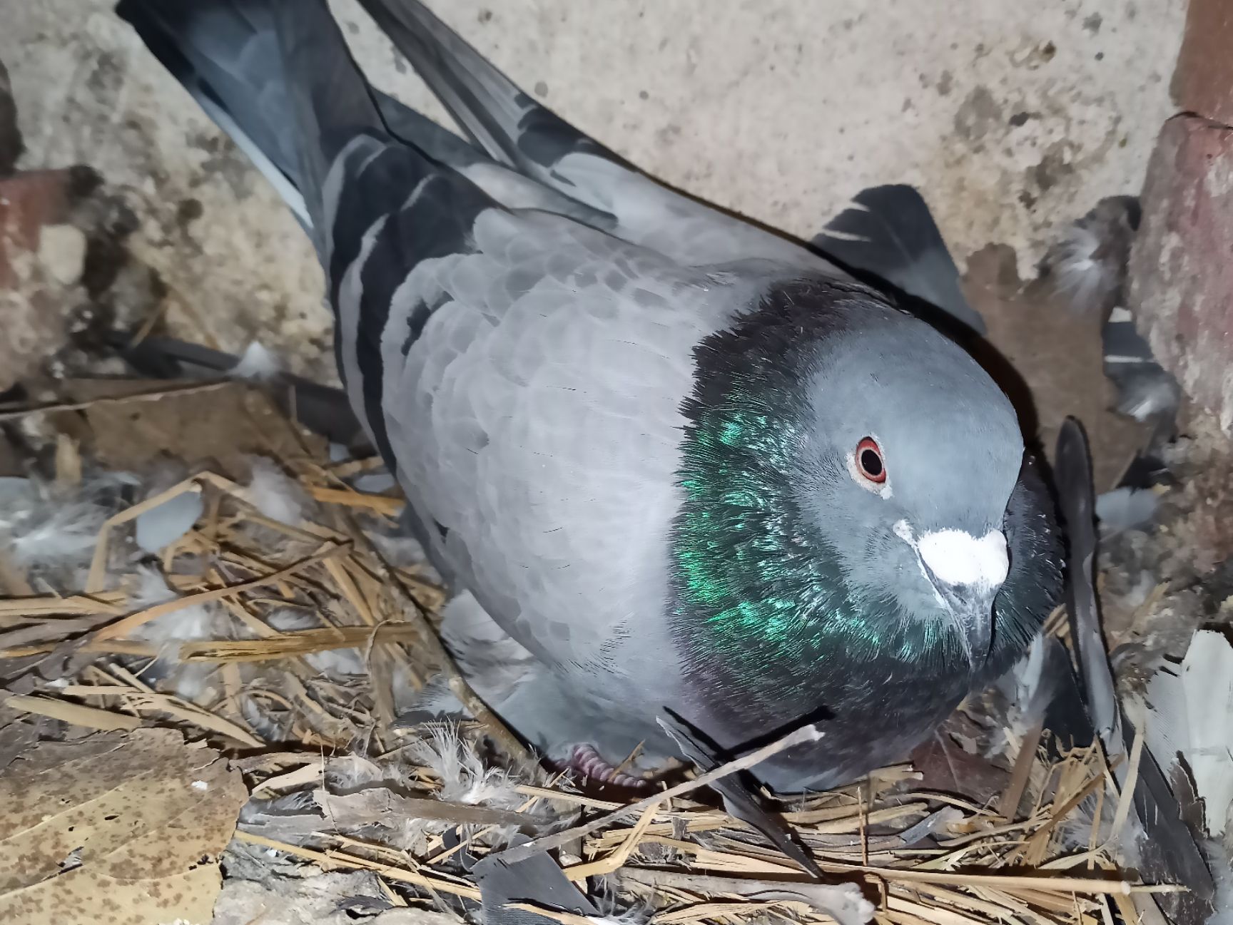 鴿子 Amazon.com: PIGEONVITA para Palomas 100 片維他命礦物質氨基酸