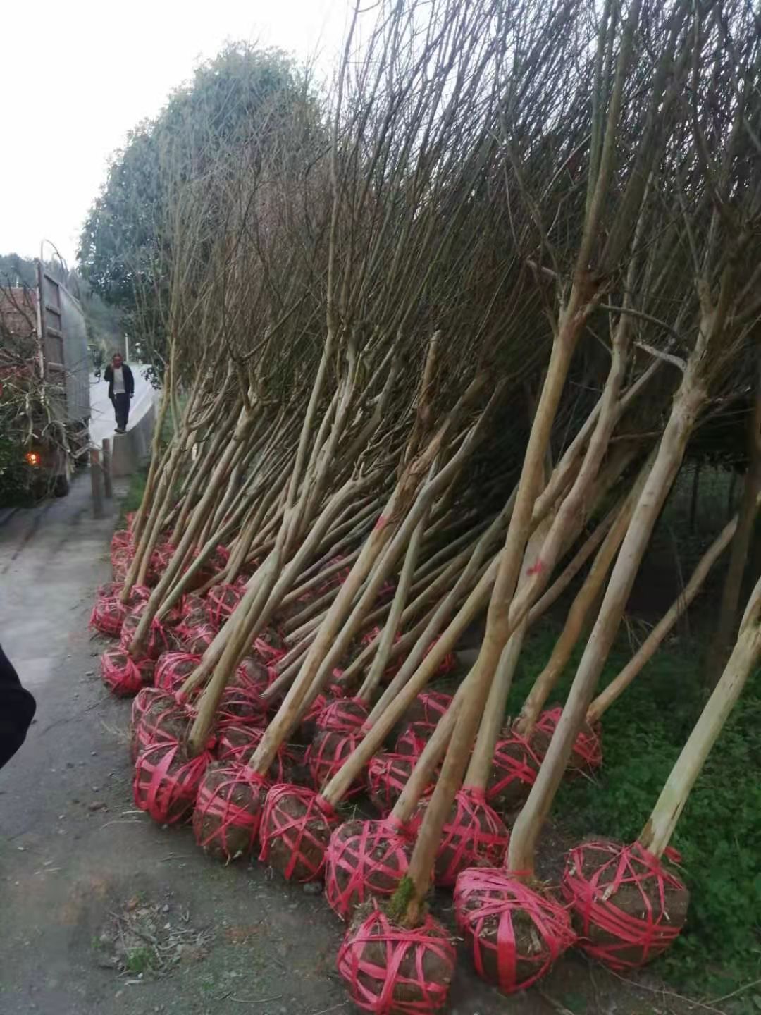 余庆县四季桂 