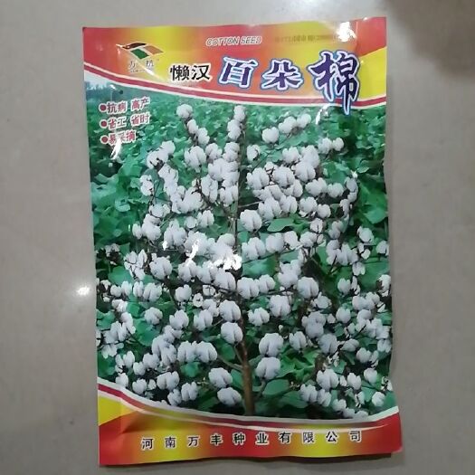 安阳县棉花种子  万抗懒汉百朵棉