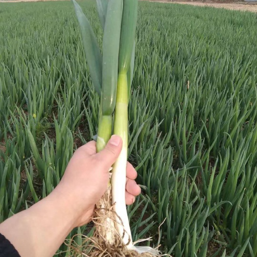 菏泽 精品分葱大量供应 优货