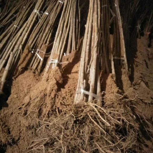 平度市吉塞拉樱桃苗 嫁接苗 裸根苗 