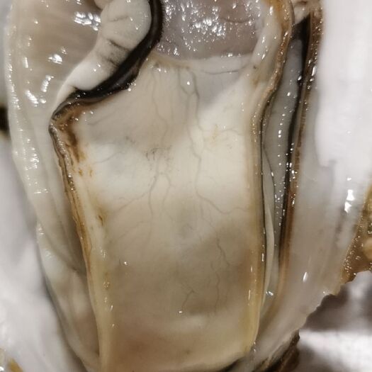 阳西县珍珠蚝 生蚝