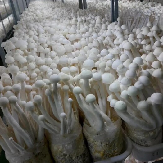 定州市白玉菇 海鲜菇 蟹味菇一手货源 基地直供 品质优 价格低