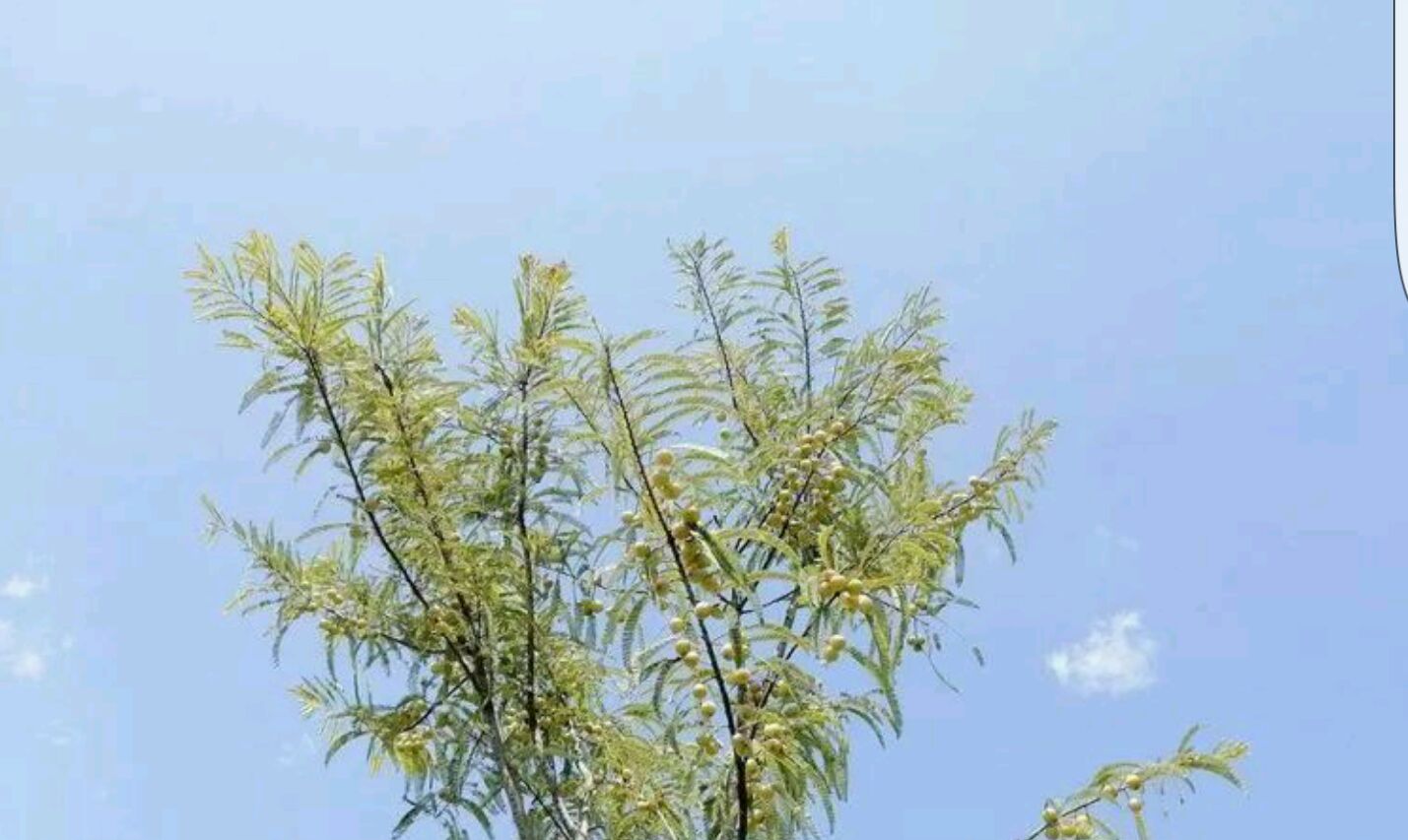  滇橄榄营养丰富 含有氨基酸和微量元素外Ac含量高 口感香甜