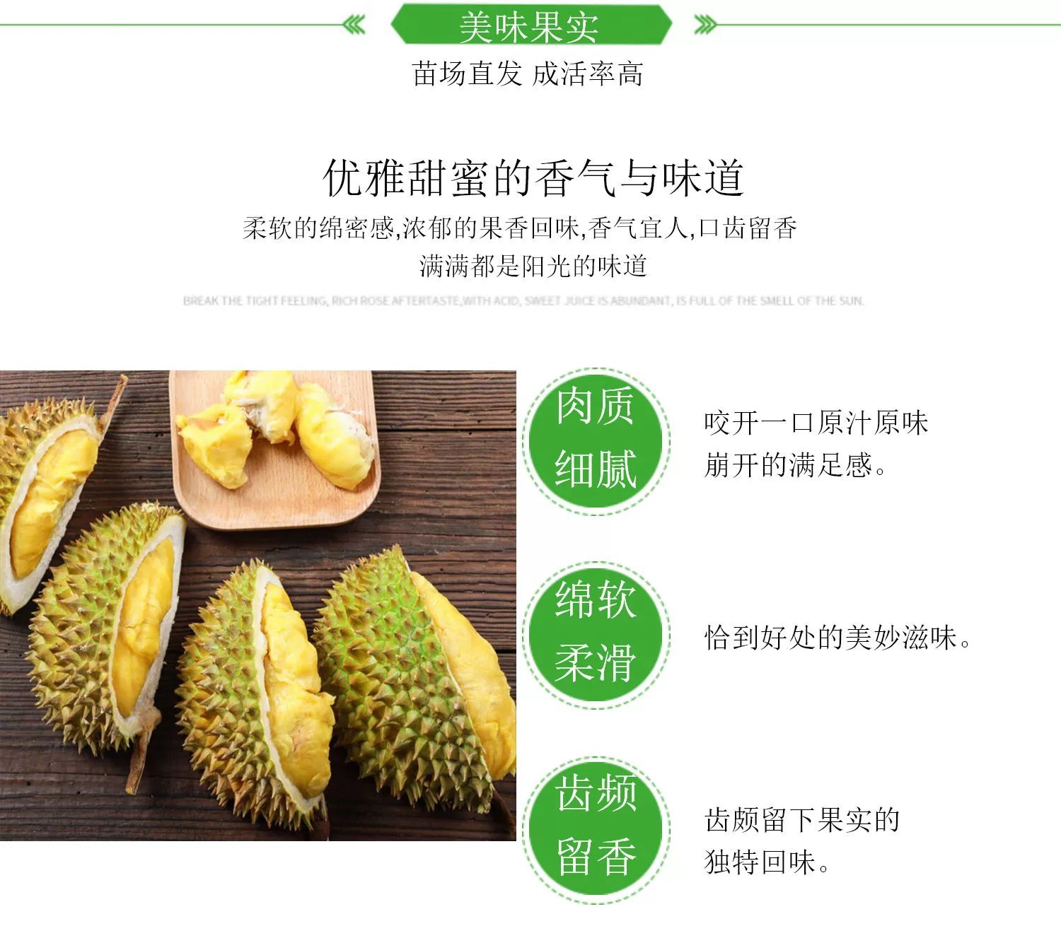 金枕榴莲苗  榴莲苗南方种四季当年结果树金枕猫山正品嫁接泰国苗带土带叶