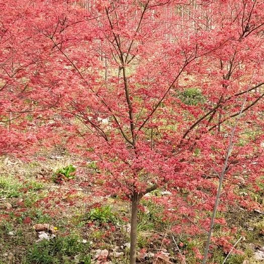 红枫  日本红枫   美国红枫