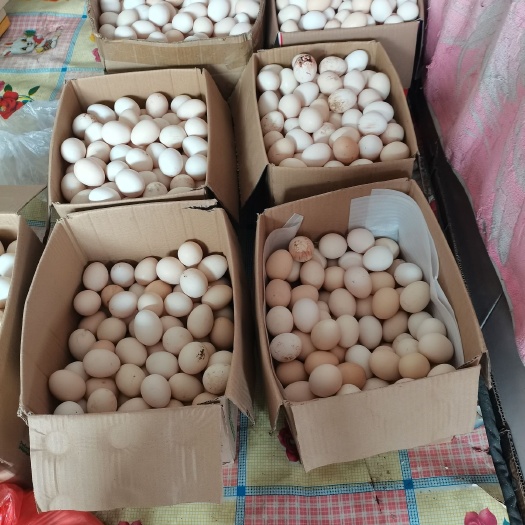 武邑县土鸡蛋 食用 散装 