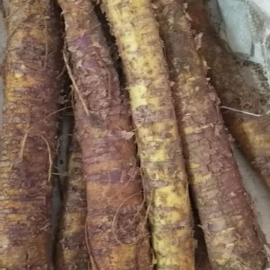 内江桑根  中药材桑树根 桑椹根 新鲜桑树根 桑树根 桑叶根 桑白皮根