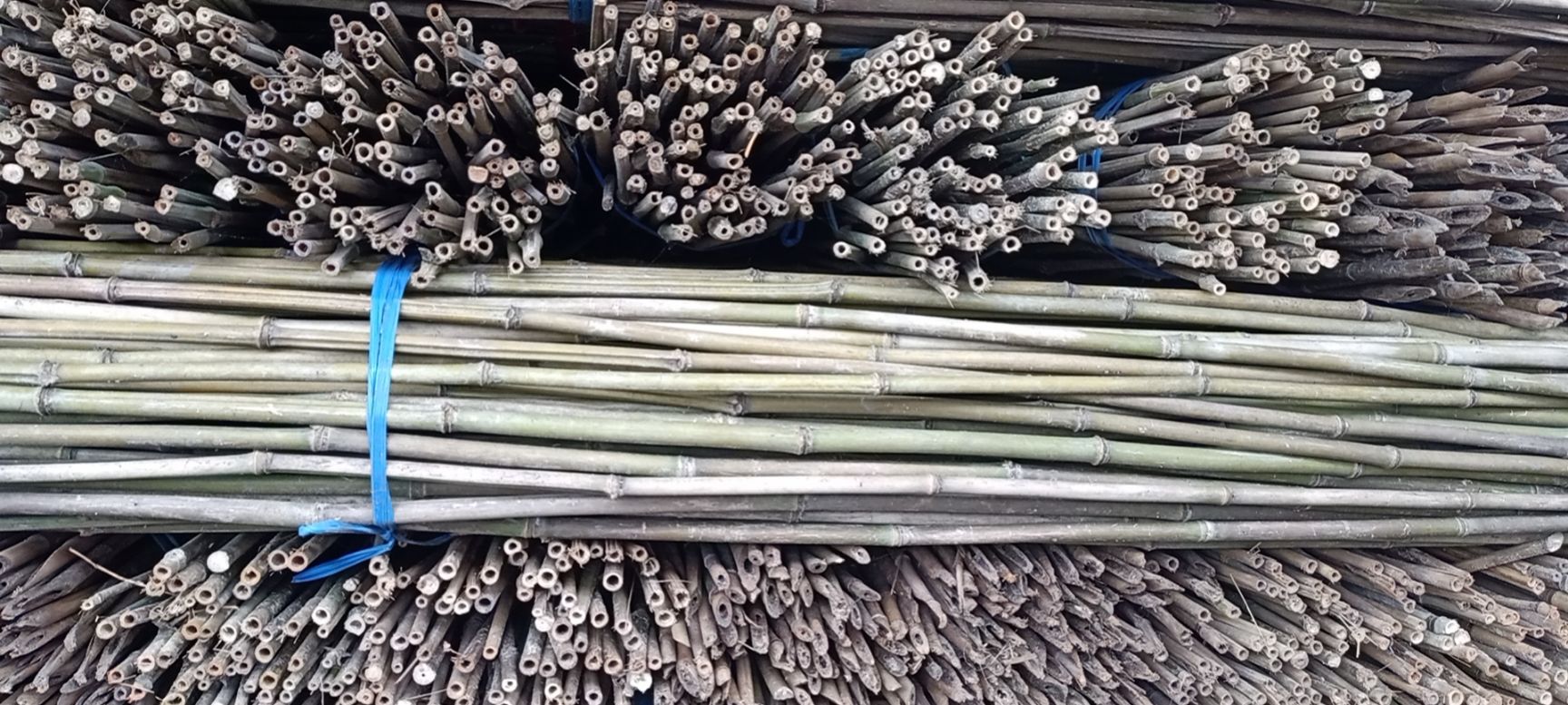 2.4米100条菜架竹